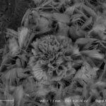 Fot. 1. Kuliste agregaty borzęckitu złożone z cienkotabliczkowych kryształów (obraz z mikroskopu elektronowego)