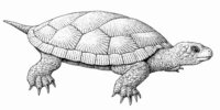 Fig.4. Rekonstrukcja wyglądu jurajskiego żółwia z Krzyżanowic autorstwa Bogusława Waksmundzkiego.