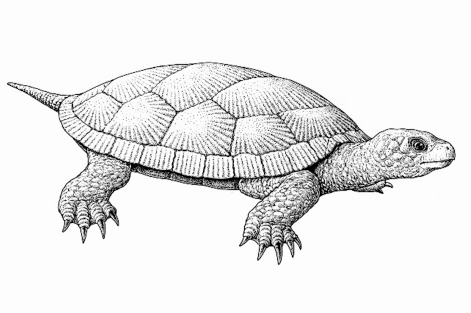 Fig.4. Rekonstrukcja wyglądu jurajskiego żółwia z Krzyżanowic autorstwa Bogusława Waksmundzkiego.