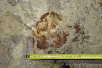 Fig.1 Zdjęcie zachowanej w ścianie kopalni w Annopolu czaszki ichtiozaura. Autor: Grzegorz Gajek