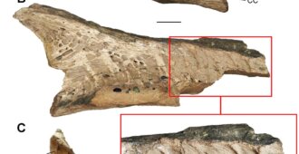 Fig.1 Zdjęcia odnalezionej żuchwy walenia z eocenu okolic Lubartowa.
